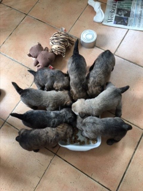 17.7.2018
Nu har ottelingerne lært at spise pænt. De er så artige ;)

                                                     Foto: Jytte Brædstrup-Holm